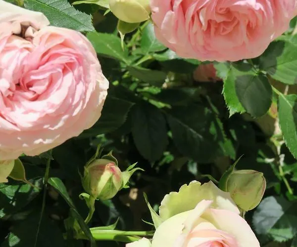 Hébergement de vacances Maison Du Cèdre Auriac-du-Périgord
