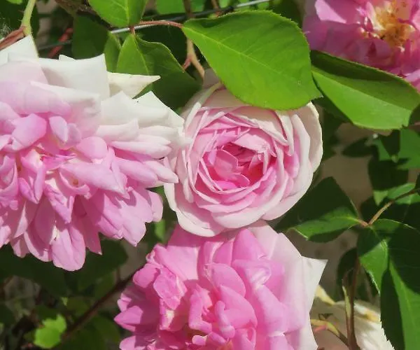 Maison Du Cèdre Hébergement de vacances